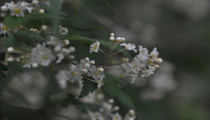 Stefanandra fotografie, plantare și îngrijire