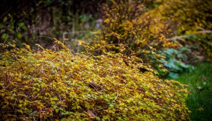 Stefanandra fotografie, plantare și îngrijire