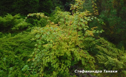 Stefanandra - plantare și îngrijire, o varietate de crocante cu fotografii