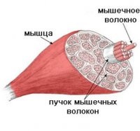 Structura omului »cum să decidem ce fel de sport să faceți! Sau raportul dintre rapid și