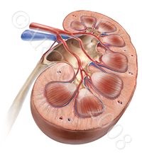 Structura organelor genitale masculine