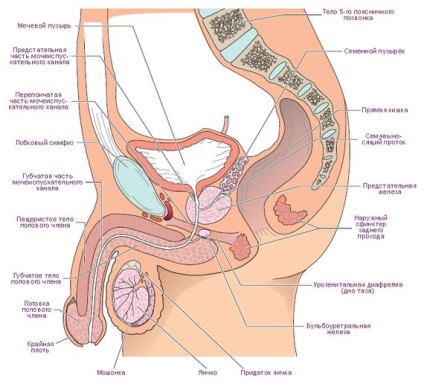 Structura organelor genitale masculine