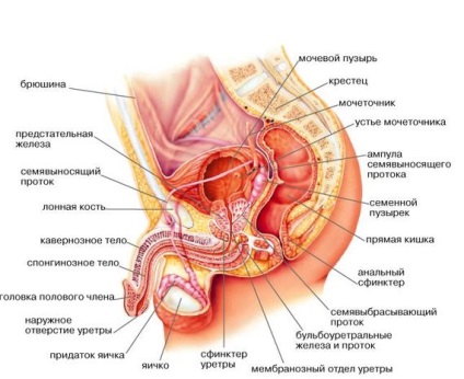 Structura organelor genitale masculine