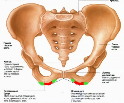 Structura bazinului