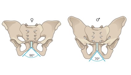 Structura bazinului