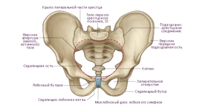 Structura bazinului