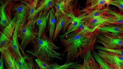 Celulele stem - știri, fotografii