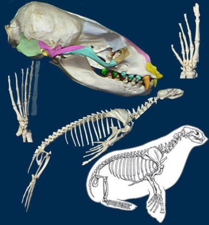 Taxon - un grup sistematic de organisme legate de rudenie