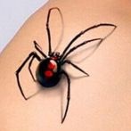 Spider tatuaj sens, fotografie