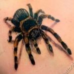 Spider tatuaj sens, fotografie