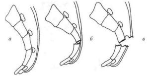 Oasele pelvine ale acetabulului, la femei, articulate de oase și fracturi, tipuri și structură