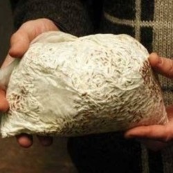 Mycelium gyártási technológia