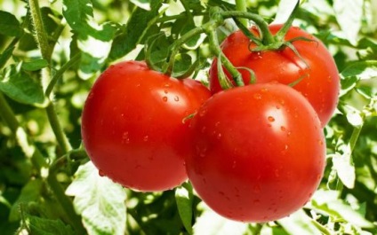 Descrierea varietății de tomate burlak f1, plantare și creștere