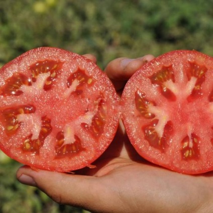 Descrierea varietății de tomate burlak f1, plantare și creștere