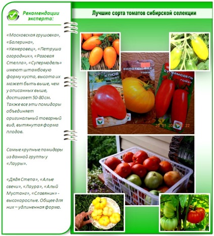 Roșii de selecție siberiană pentru sere o prezentare generală a soiurilor și a caracteristicilor lor