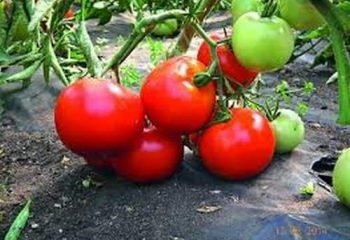 Descriere Tomato idol description, poze, recenziile
