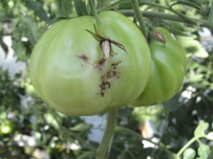 Molia de tomate este un dăunător periculos, principalul portal al fermei este totul despre afacerea din agricultură