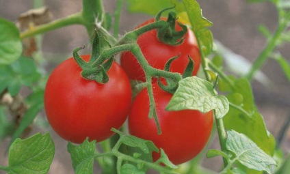 Tomat (45 de fotografii) care a plantat roșiile, caracteristicile și descrierea soiului, recenzii, videoclipuri