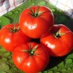 Tomat countryman (50 de fotografii) care a plantat, cresc tomate, descriere, comentarii, video