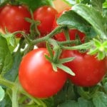 Tomat countryman (50 de fotografii) care a plantat, cresc tomate, descriere, comentarii, video