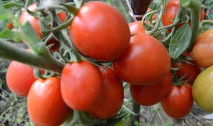 Tomat countryman (50 de fotografii) care a plantat, cresc tomate, descriere, comentarii, video