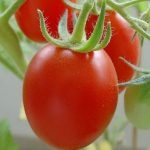 Tomat countryman (50 de fotografii) care a plantat, cresc tomate, descriere, comentarii, video