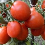 Tomat countryman (50 de fotografii) care a plantat, cresc tomate, descriere, comentarii, video