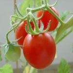 Tomat countryman (50 de fotografii) care a plantat, cresc tomate, descriere, comentarii, video