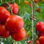 Tomat countryman (50 de fotografii) care a plantat, cresc tomate, descriere, comentarii, video