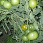 Tomat countryman (50 de fotografii) care a plantat, cresc tomate, descriere, comentarii, video