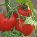 Tomat countryman (50 de fotografii) care a plantat, cresc tomate, descriere, comentarii, video