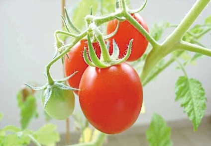 Tomat countryman (50 de fotografii) care a plantat, cresc tomate, descriere, comentarii, video