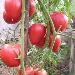 Tomat countryman (50 de fotografii) care a plantat, cresc tomate, descriere, comentarii, video