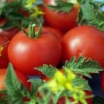 Tomat countryman (50 de fotografii) care a plantat, cresc tomate, descriere, comentarii, video