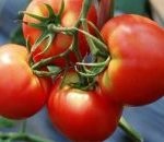 Tomat countryman (50 de fotografii) care a plantat, cresc tomate, descriere, comentarii, video