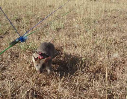 Top 10 cele mai utile animale din lume (pentru oameni)