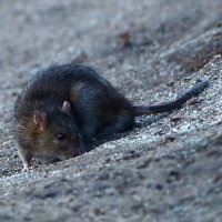 Top 15 fapte neobișnuite despre șobolani