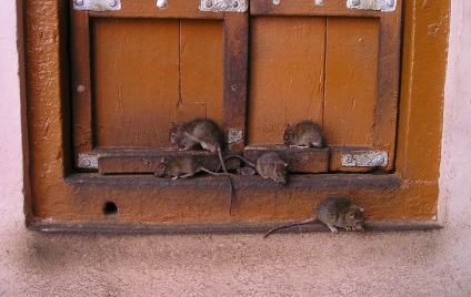 Top 15 fapte neobișnuite despre șobolani
