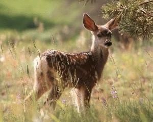 Totem animal de cerb - moliciune - caracteristică și sens