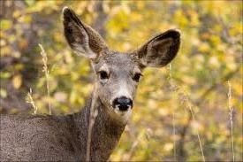 Totem animal de cerb - moliciune - caracteristică și sens