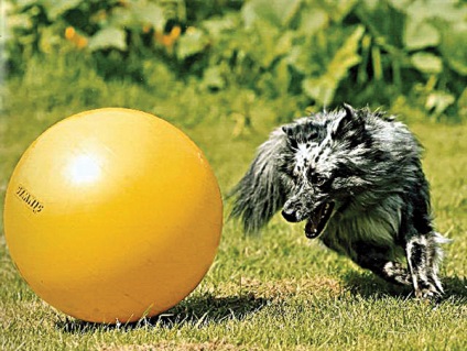 Törzsi, vagy mint kutya tenyészeg golyókat - zooinform-city