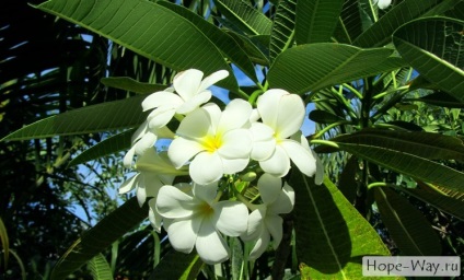 Florile tropicale din Thailanda © calea speranței