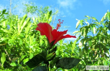 Florile tropicale din Thailanda © calea speranței