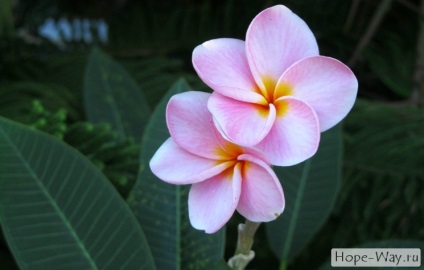 Florile tropicale din Thailanda © calea speranței