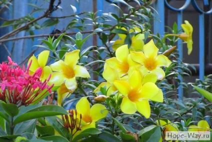 Florile tropicale din Thailanda © calea speranței