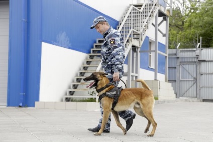 Tula kutya-cinikusok megtéveszthetők, egy kutya - soha!