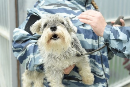 Tula cannologi câine poate fi înșelat, un câine - niciodată!