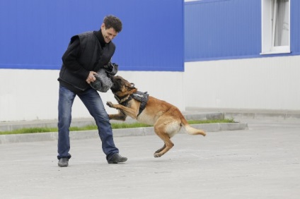 Tula cannologi câine poate fi înșelat, un câine - niciodată!