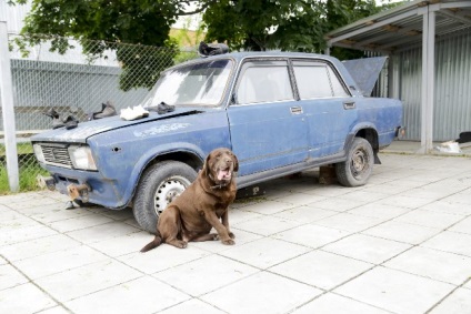 Tula cannologi câine poate fi înșelat, un câine - niciodată!