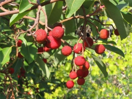 Lumea minunată a plantelor